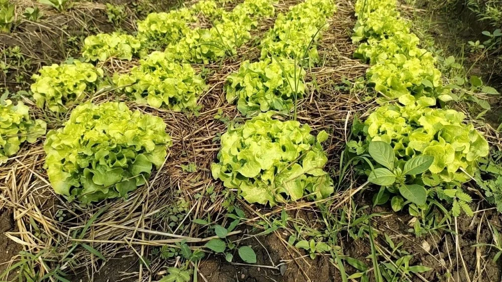 Agriculture & Development