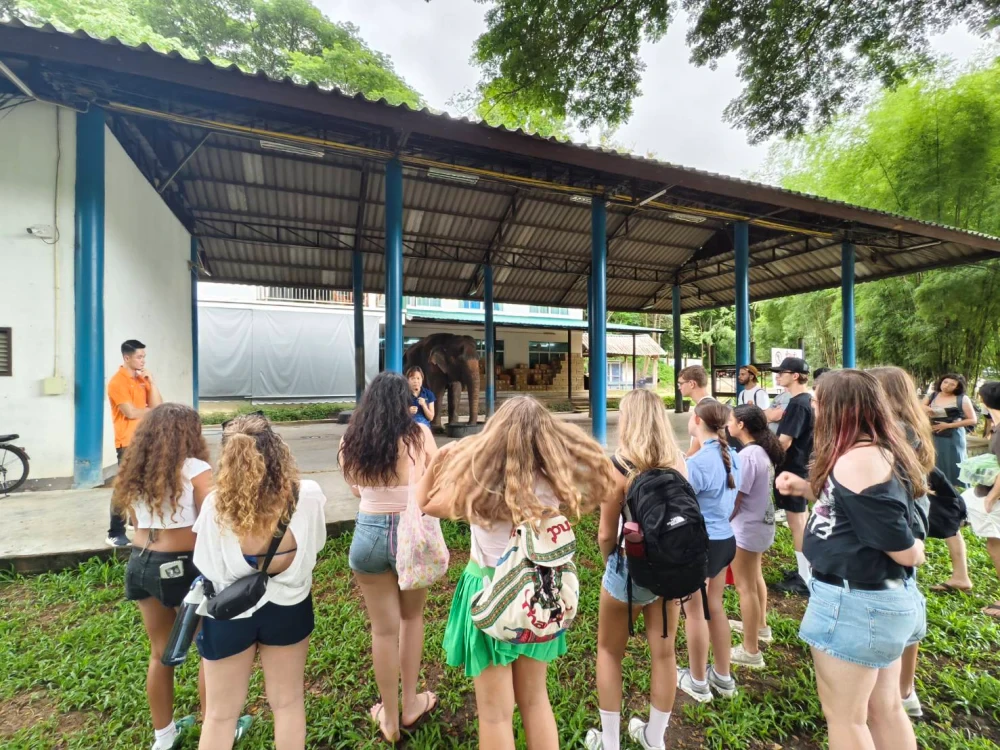 Elephant Hospital Visit