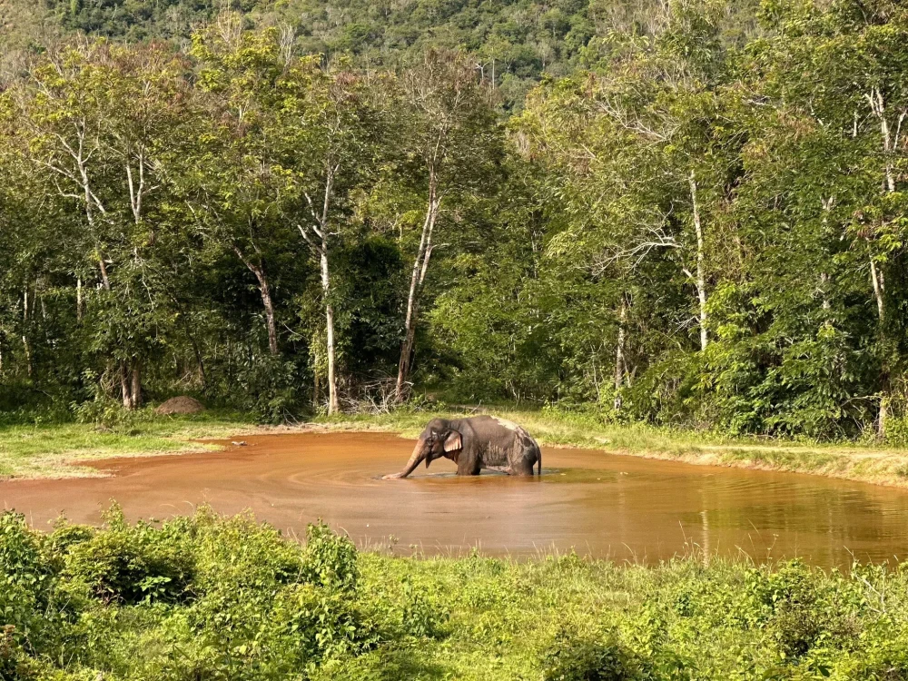 Kui Buri National Park Wildlife & Conservation