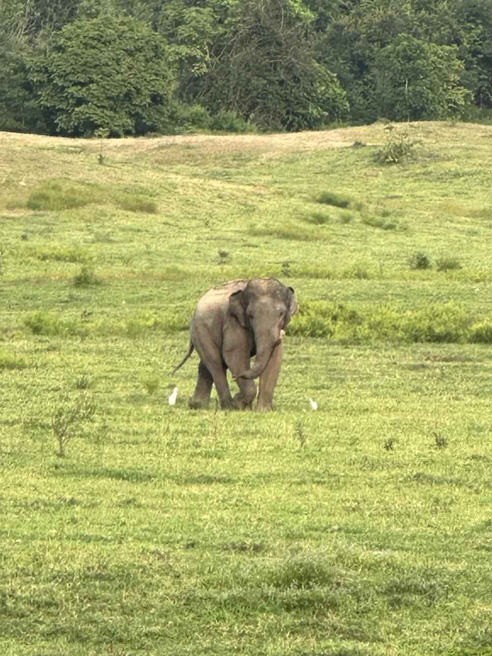 Kui Buri National Park Wildlife & Conservation