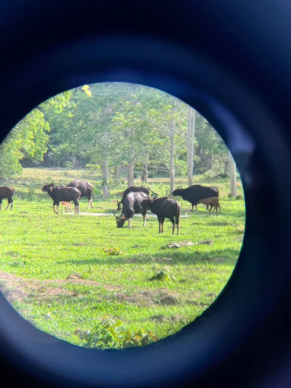 Kui Buri National Park Wildlife & Conservation