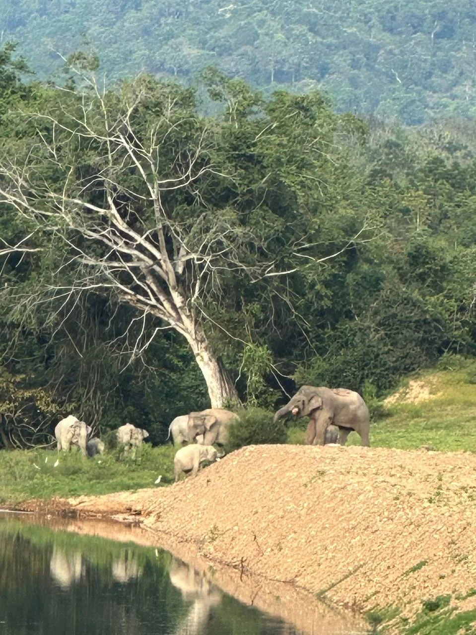 Kui Buri National Park Wildlife & Conservation