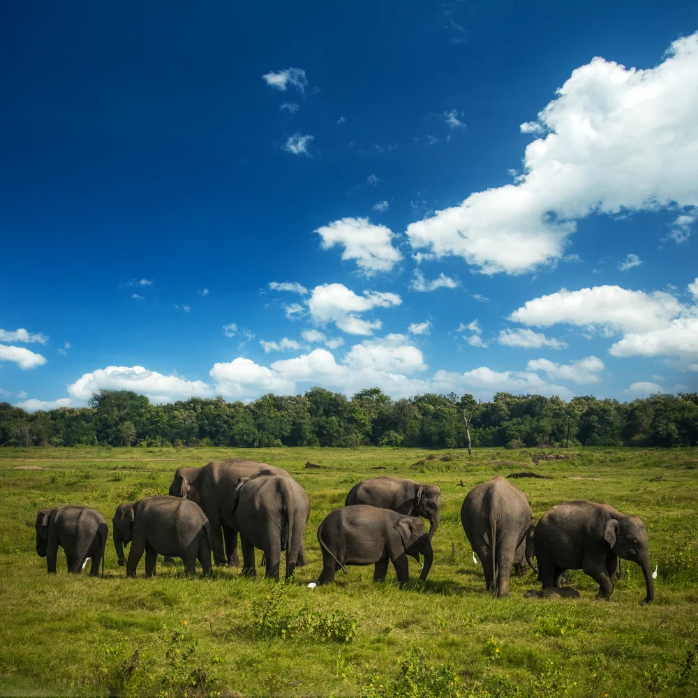 Kui Buri National Park Wildlife & Conservation