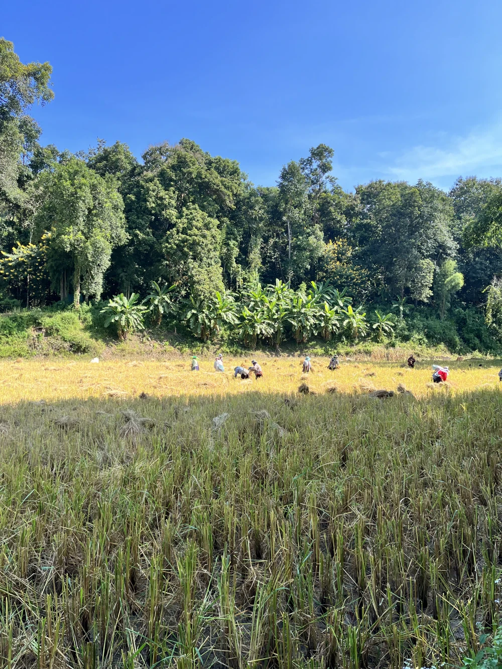 Land Use & Settlement