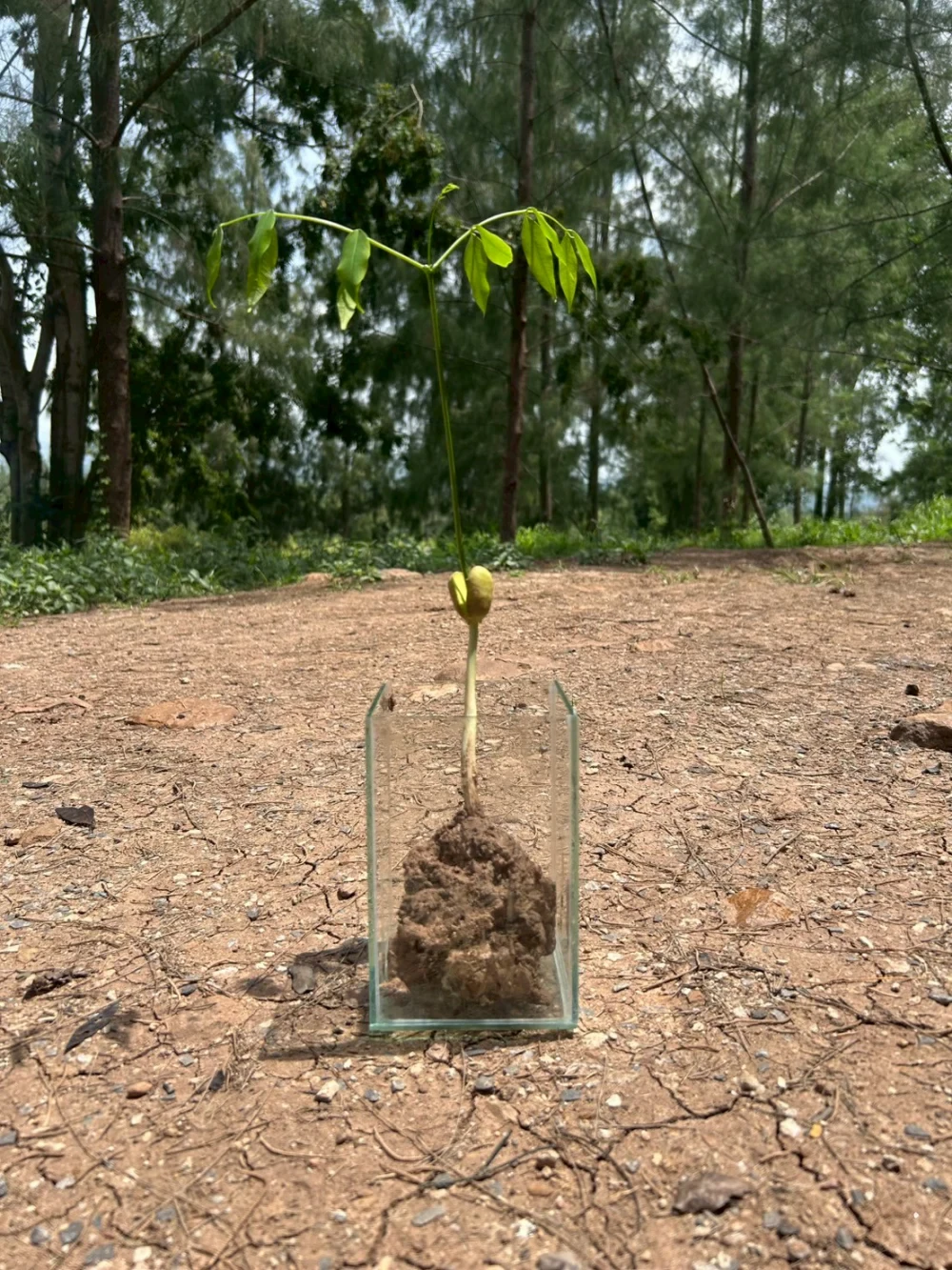 Reforestation / Seed to Forest