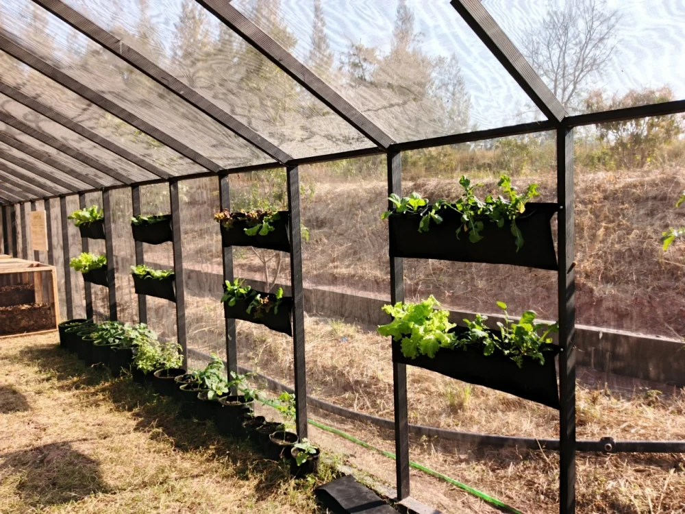 Sapling Nursery Work