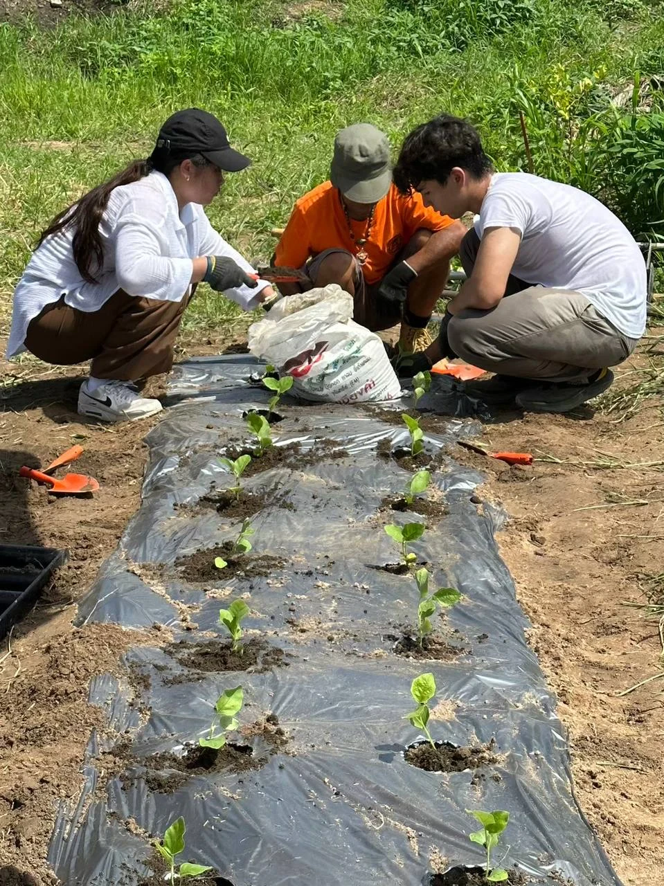 Sapling Nursery Work