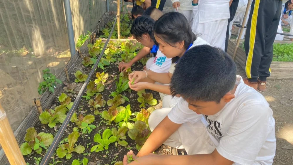 Sapling Nursery Work