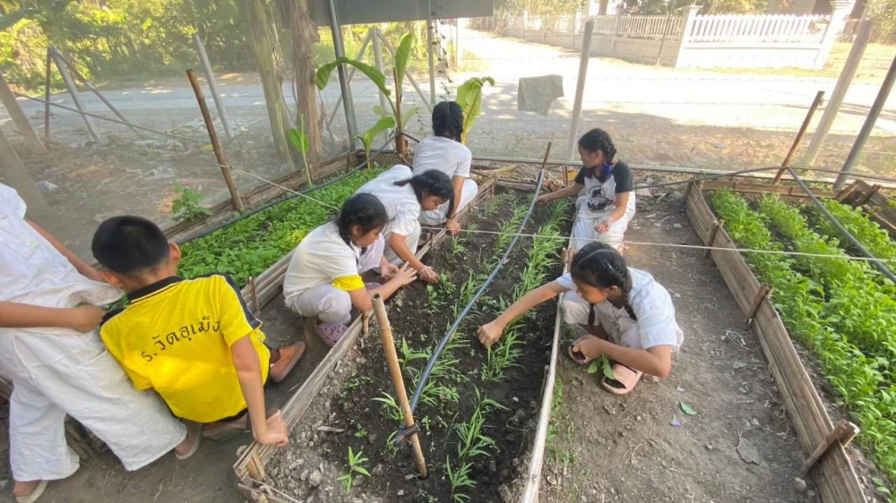 Sapling Nursery Work
