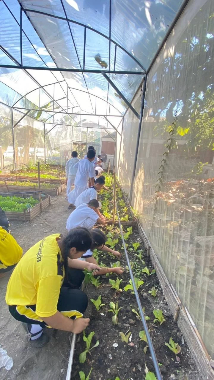 Sapling Nursery Work